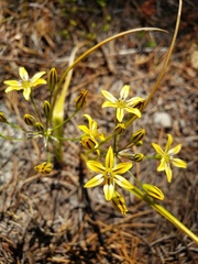 Triteleia ixioides