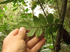 Weinmannia pubescens