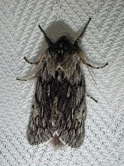 Brachionycha borealis