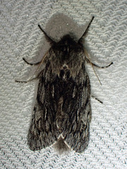Brachionycha borealis