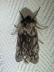 Brachionycha borealis