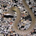 Common Keelback - Photo (c) Richard D Reams, some rights reserved (CC BY-NC), uploaded by Richard D Reams