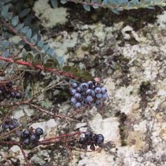 Vaccinium floribundum