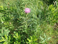 Cirsium pumilum