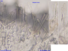 Lachnum controversum
