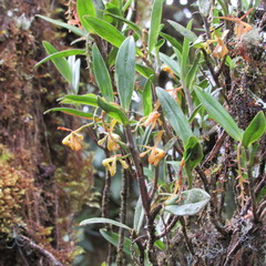 Epidendrum erosum
