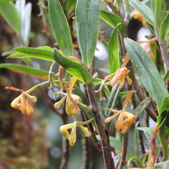 Epidendrum erosum