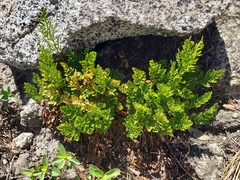 Cryptogramma acrostichoides