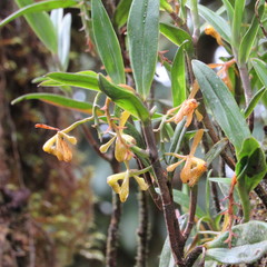 Epidendrum erosum