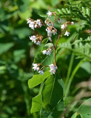 Apocynum androsaemifolium image