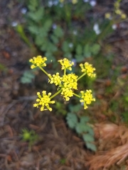 Lomatium martindalei