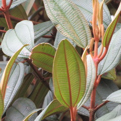 Miconia cataractae