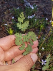 Lomatium martindalei