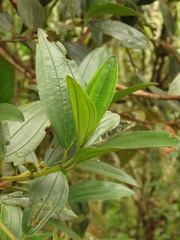 Andesanthus lepidotus