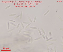 Lachnum controversum