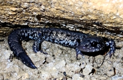 Plethodon glutinosus