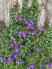 Clematis