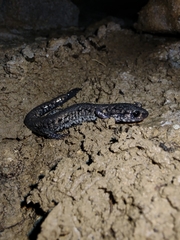 Plethodon glutinosus