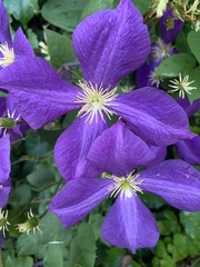 Clematis