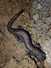 Plethodon glutinosus