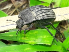 Pelecyphorus