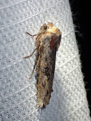 Xylena thoracica