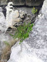 Erica sociorum