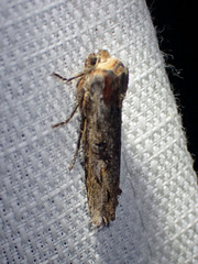 Xylena thoracica