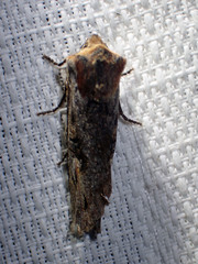 Xylena thoracica