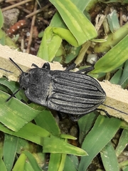 Pelecyphorus