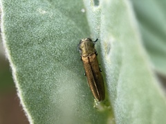 Agrilus lacustris