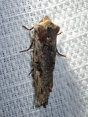 Xylena thoracica