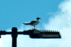 Leucophaeus atricilla megalopterus
