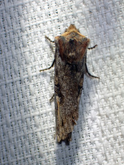 Xylena thoracica