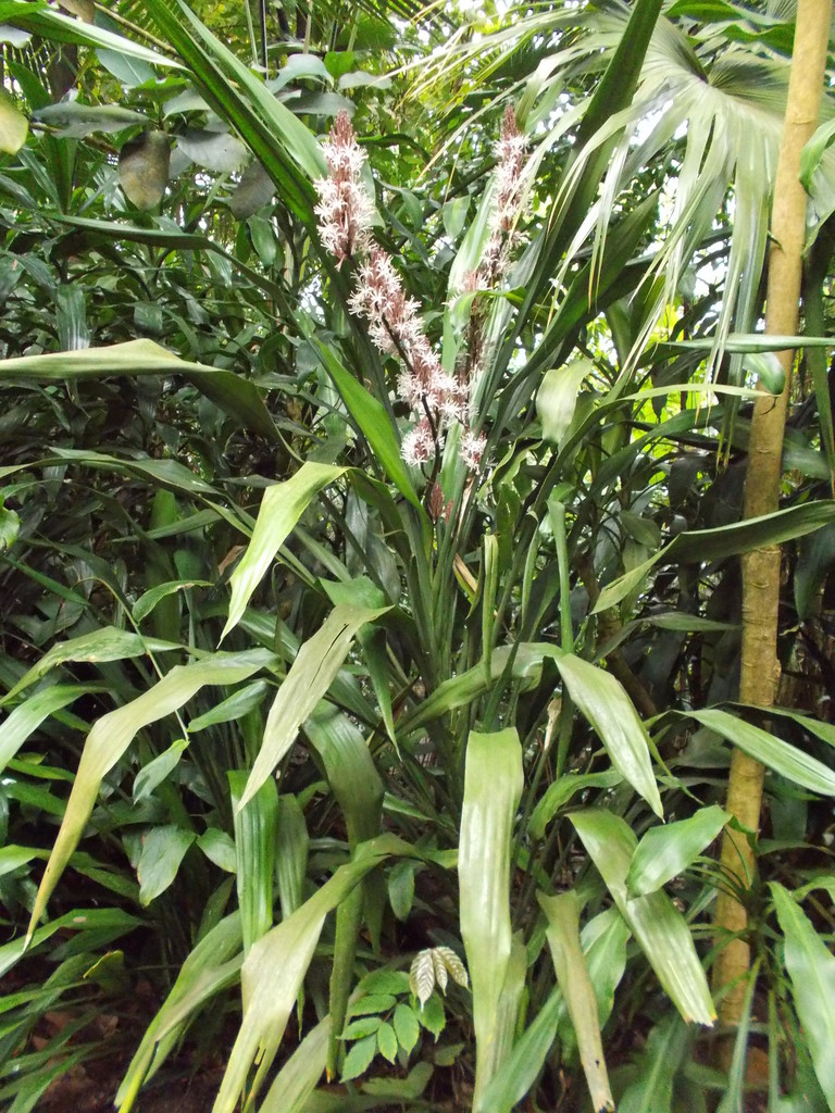 Dracaena acaulis