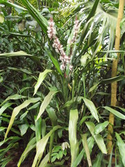 Dracaena acaulis