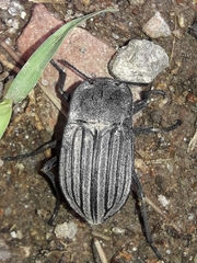 Pelecyphorus