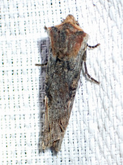 Xylena thoracica