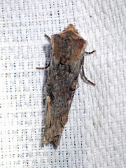 Xylena thoracica