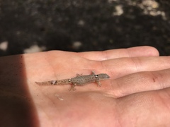 Sphaerodactylus glaucus