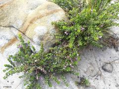 Indigofera candolleana