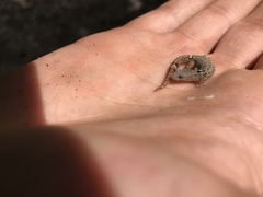 Sphaerodactylus glaucus