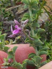 Indigofera candolleana