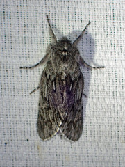 Brachionycha borealis