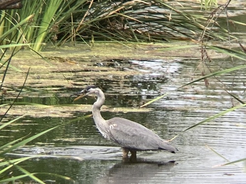 photo of Great Blue Heron (Ardea herodias)