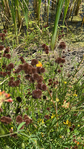 Image of Juncus bolanderi by no rights reserved
