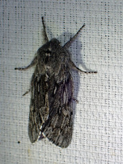 Brachionycha borealis