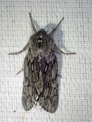 Brachionycha borealis