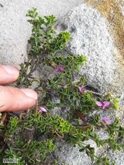 Indigofera candolleana