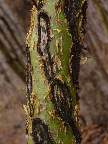Mexican tree ocotillo